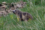 Marmotte di Valberg
